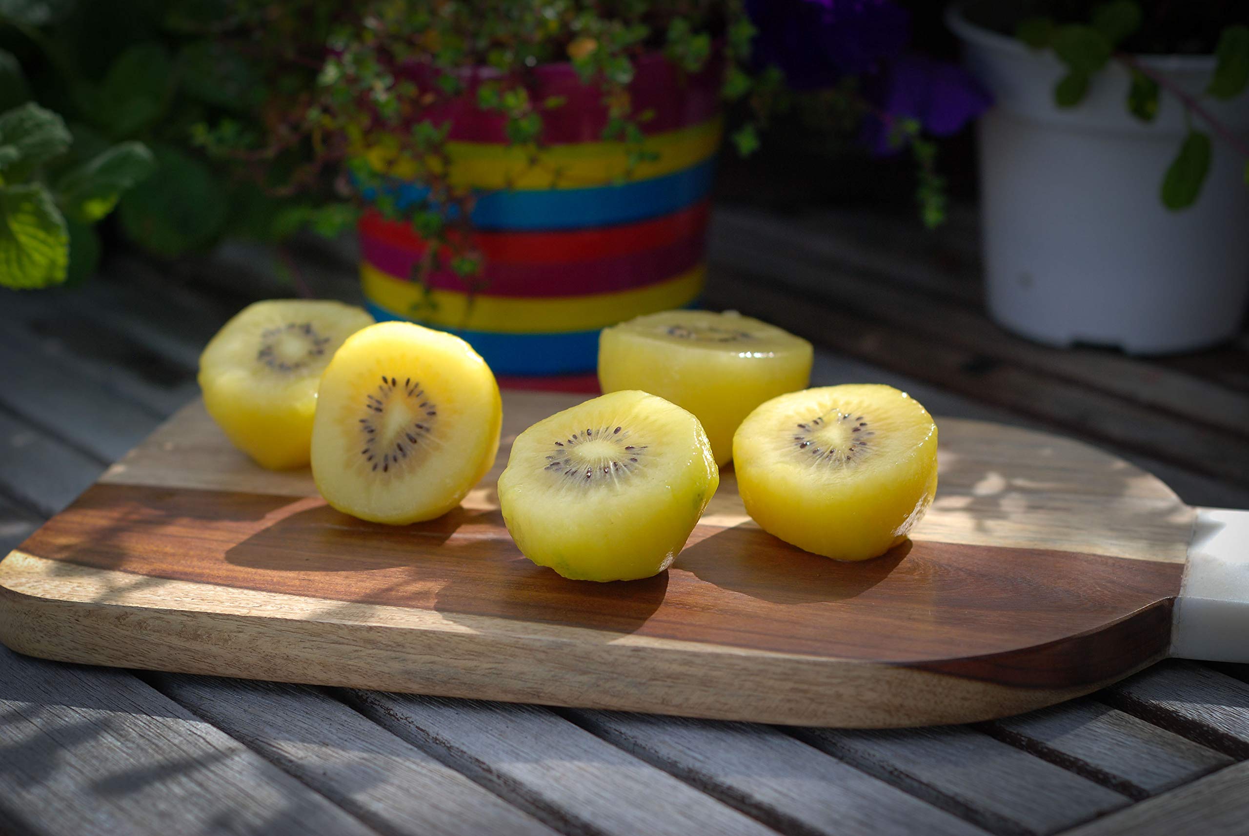 Amazon.com : 1044-Golden Kiwi (Actinidia chinensis) Seeds by